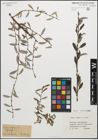 Foto von Salix repens subsp. repens L.